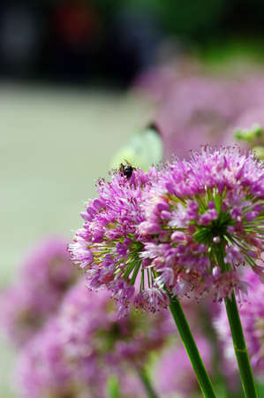Close up of the flowers of some alliumの写真素材