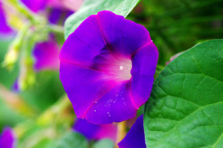 morning glory. Flower of violet color on the natural background.の写真素材