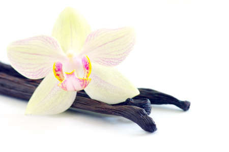 Orchid with vanilla beans on white backgroundの写真素材
