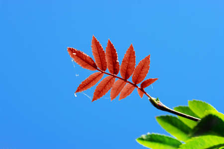 Red leaf of ashberry on blue skyの写真素材