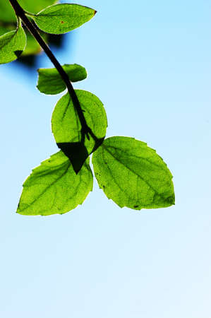 green leaves, shallow focus on the blue skyの写真素材