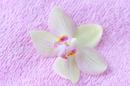 flower of orchid on spa towel.の写真素材