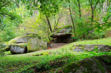 forest scene with stone. Green forest.の写真素材