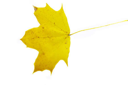 Dry colorful autumn leaf on white background の写真素材