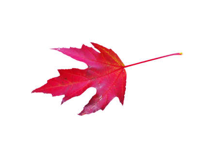 Dry colorful autumn leaf on white backgroundの写真素材