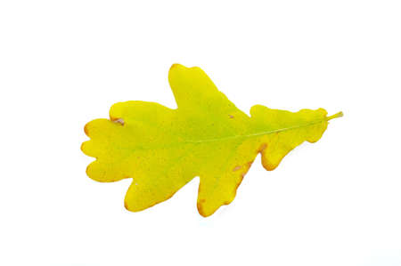 yellow autumn oak leaf over the white background
の写真素材