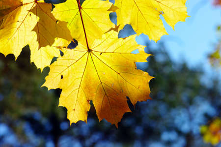 Yellow maple close-up, autumnal ornament