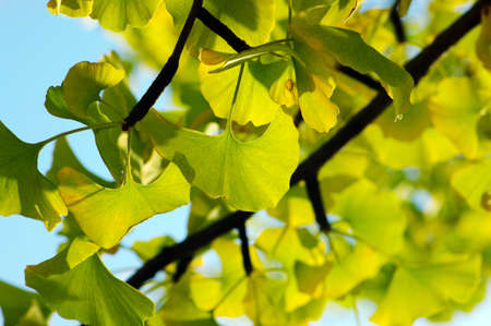 Yellow and green Ginkgo biloba leafsの写真素材
