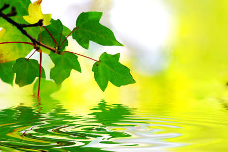 green leaves, shallow focus on the yellow natural background. Water reflection.の写真素材