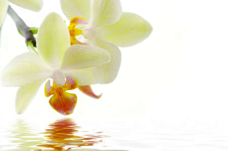 A white orchids on the white backgroundþ Spa concept with water.の写真素材