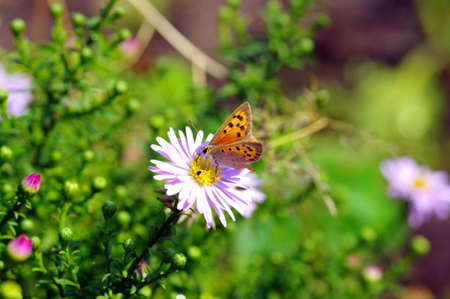 Beautiful butterfly feeding on a flowerの写真素材