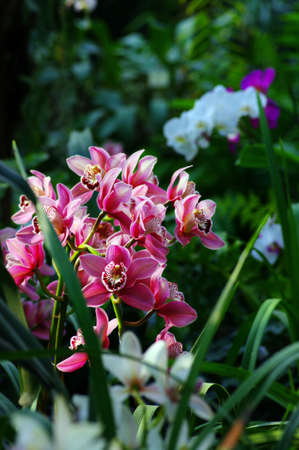 Vibrant pink tropical orchid flowerの写真素材