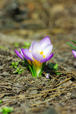 Beautiful Spring Flower over natural background