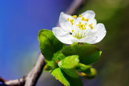 White apple flowers on a natural background with blue skyの写真素材