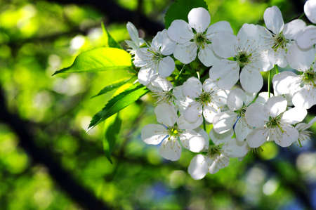 Tree branch with cherry flowers over natural background の写真素材