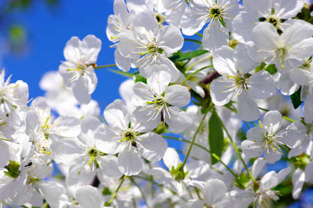 Tree branch with cherry flowers over natural background 
