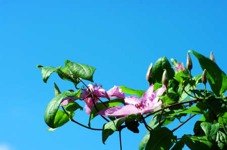 Flowers of clematis over blue sky.の写真素材