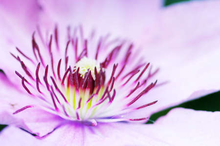 Clematis macro close up showing stamen detail の写真素材