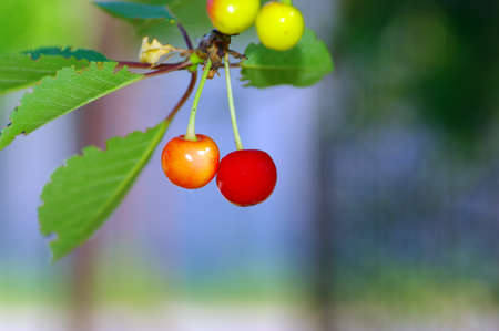 Tree branch with cherry fruite over natural background の写真素材