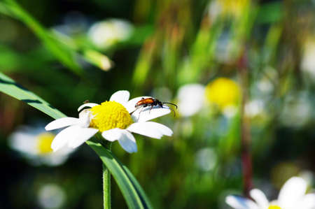 beautiful flower, white camomile, macro の写真素材