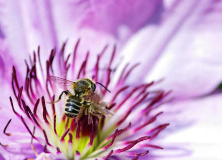 Clematis macro close up showing stamen detail. Bee on the flowerの写真素材