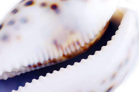 Scallop seashell from ocean. Close-up of seashell.