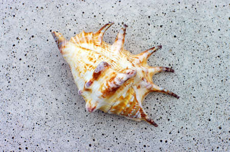 Sea shell on the stone background. の写真素材
