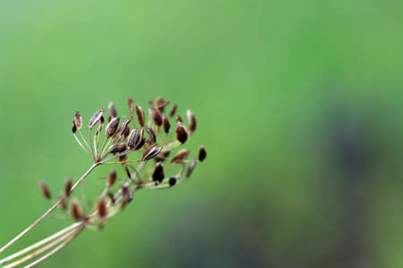 fennel seeds shallow focus in a garden の写真素材