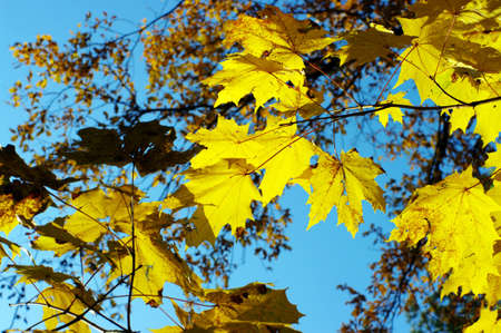 Maple foliage against sky, autumn 