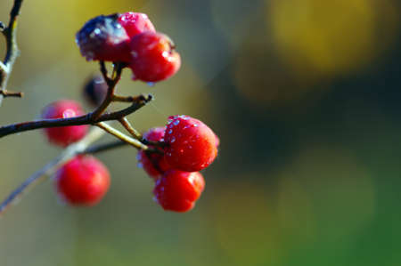 A tree blooming with Rowan berries in the fall, shallow focus の写真素材