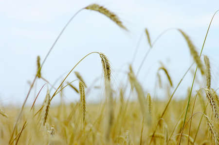 Fields of Wheat at the end of summer fully ripe の写真素材