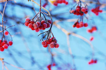 A tree blooming with Rowan berries in the fall, shallow focus の写真素材