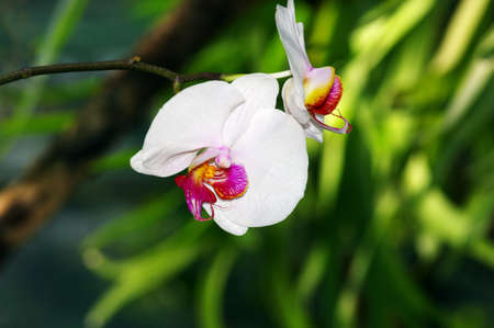 White orchid portrait on a green backgroundの写真素材