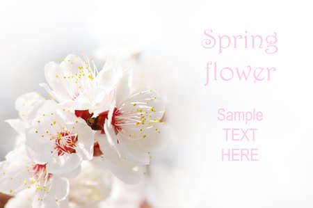 Spring flower of apricot over white backgroundの写真素材