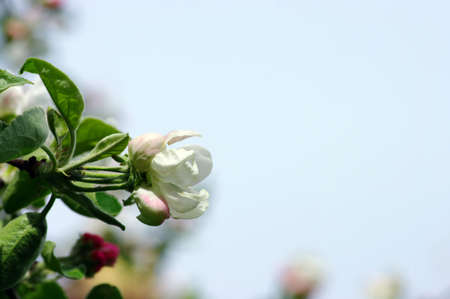 apple flowers over sky backgroundの写真素材