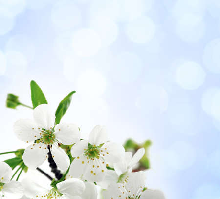 Tree branch with cherry flowers over blue background 
