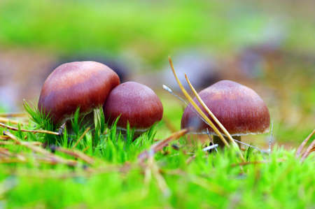 mushrooms growing in the forest の写真素材