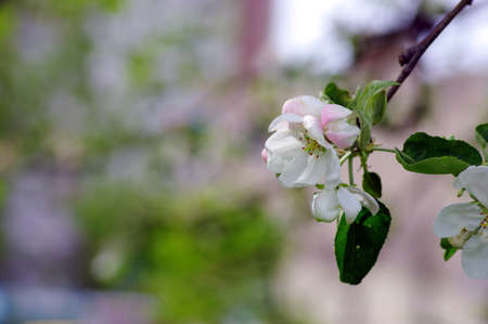 blossom apple tree. Apple flowers close-up. の写真素材