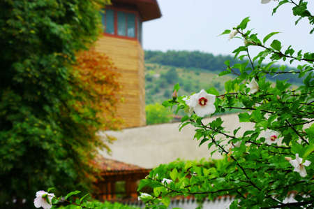 Mallow Flower after rain.の写真素材