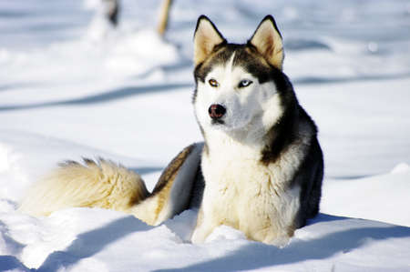 Chukchi husky breed dog on winter background 