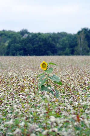 Golden sunflower in the field of buckwheat  Flowers of buckwheatの写真素材