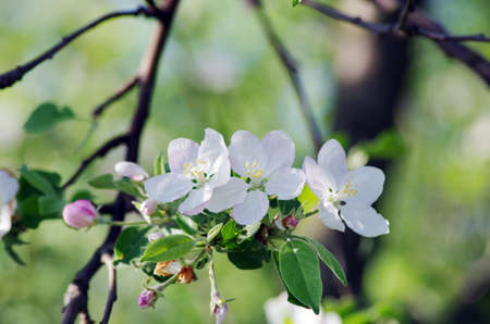 blossom apple tree  Apple flowers close-up  