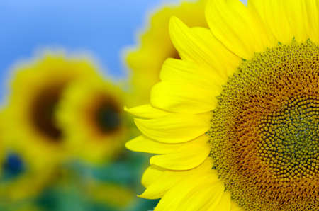 Sunflower field with blue sky in countrysideの写真素材