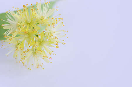 linden flowers isolated on white background の写真素材