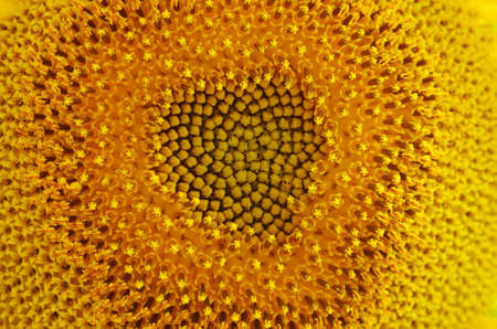 Middle of Sunflower Close-Up の写真素材