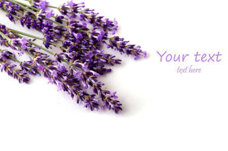  lavender flower on white background の写真素材