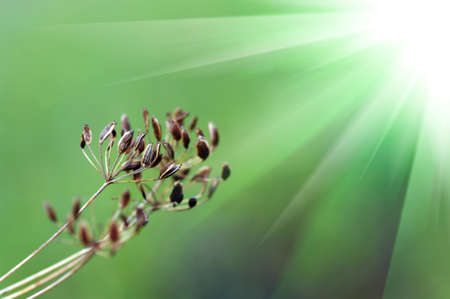 fennel seeds shallow focus in a garden 