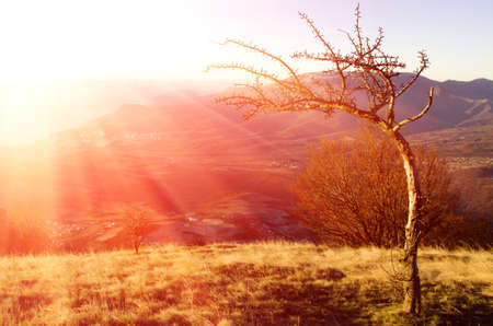 pear in the background is Demerdji in the Crimea の写真素材