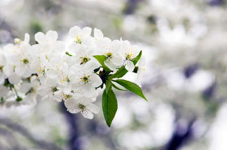 Cherry blossom closeup over natural background