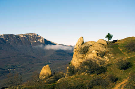 mountain pine in the is Demerdji in the Crimea の写真素材